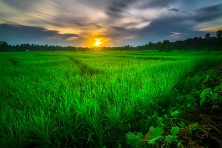 Sunset in the vast green rice fields in the Sikakap sub-district, Sipora, Mentawai Islands, West Sumatra. Indonesia. Long exposure or slow-speed  photoの写真素材