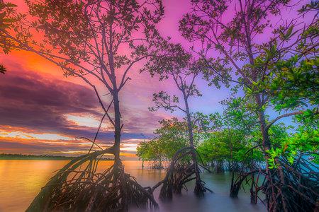 A very beautiful mangrove tree with a stunning view of the color of the sky at sunset and sunrise along the coast of the Mentawai Islands, West Sumatra, Indonesia. long exposure photo, thick colored clouds, and overcastの写真素材