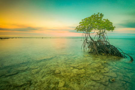 A very beautiful mangrove tree with a stunning view of the color of the sky at sunset and sunrise along the coast of the Mentawai Islands, West Sumatra, Indonesia. long exposure photo, thick colored clouds, and overcastの写真素材