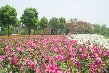 Wuhan drunk beauty West Lake scenic spotの写真素材