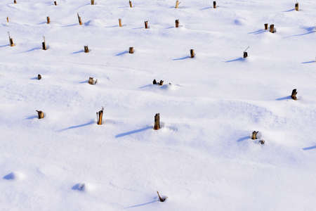 Many dry corn roots in the snowy fieldsの写真素材