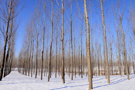 The dense forest in the winter snowの写真素材