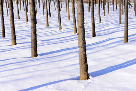The dense forest in the winter snowの写真素材