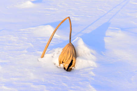 plant in the winter snowの写真素材