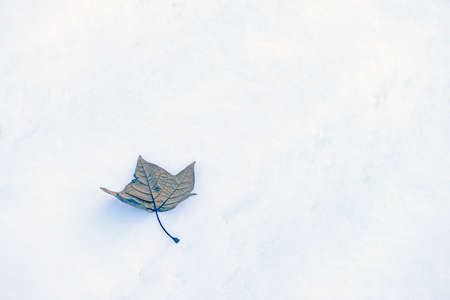 A leaf in the winter snow, close-upの写真素材