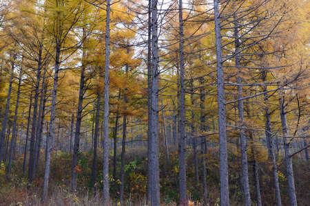 Dense woods, close-upの写真素材