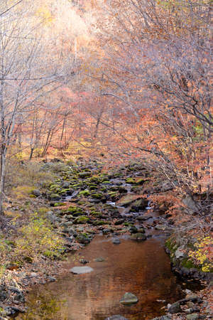 The stream between the trees