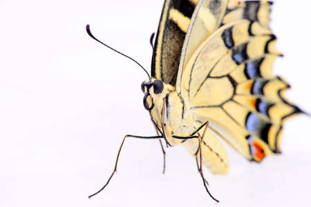 Colorful butterfly on a white backgroundの写真素材