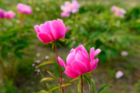 Pink peony flower, close-upの写真素材