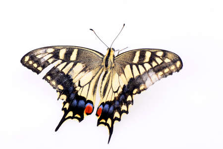 Colorful butterfly on a white backgroundの写真素材