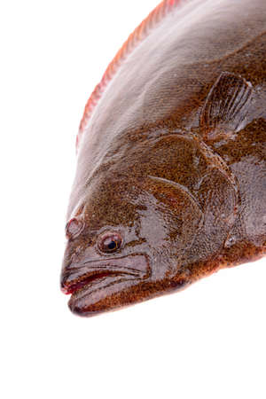 Halibut head features on a white backgroundの写真素材
