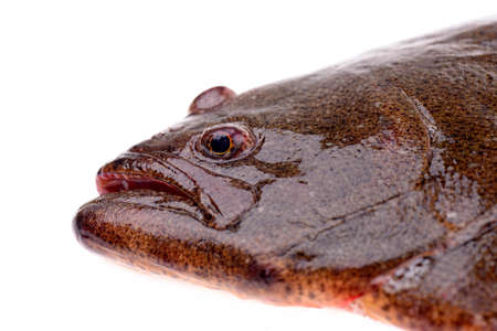Halibut head features on a white backgroundの写真素材