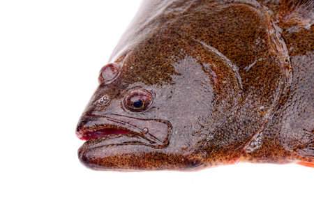 Halibut head features on a white backgroundの写真素材