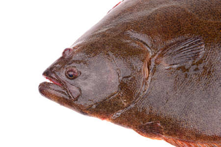 Halibut head features on a white backgroundの写真素材