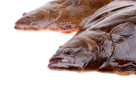 Two halibut head features, on a white backgroundの写真素材