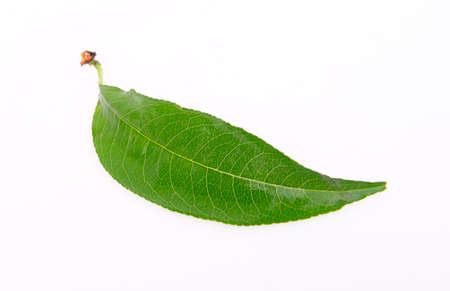 The green leaves on the white background, close-up
