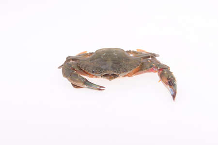 A crab isolated on a white backgroundの写真素材