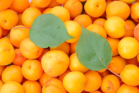 Many ripe apricots, close-upの写真素材