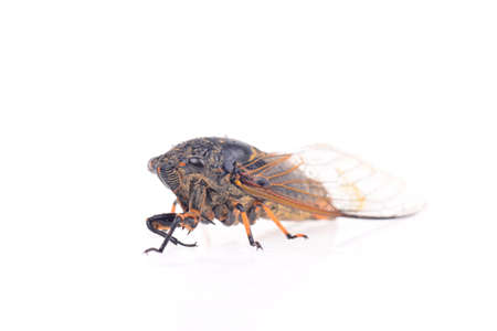 Cicada isolated on a white backgroundの写真素材