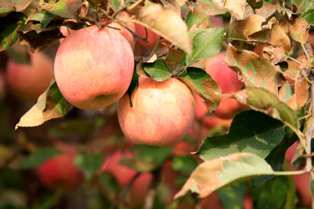 Many apples on the trees mature, close-upの写真素材
