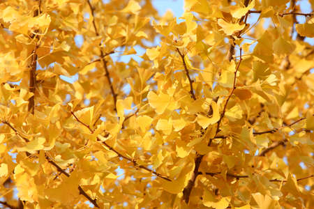 Rich and colorful autumn leaves in a beautiful park