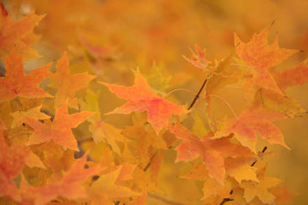 Rich and colorful autumn leaves in a beautiful park