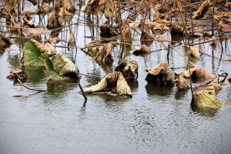 From the lotus in the waterの写真素材