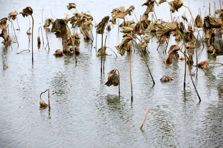 From the lotus in the waterの写真素材