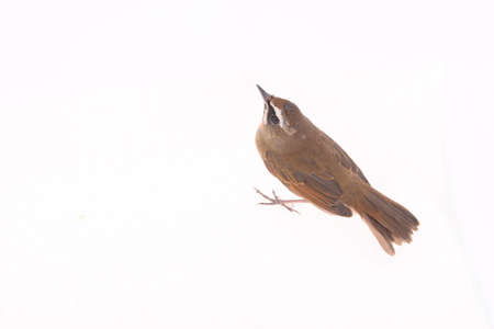 Close up to Luscinia calliope isolated on white backgroundの写真素材