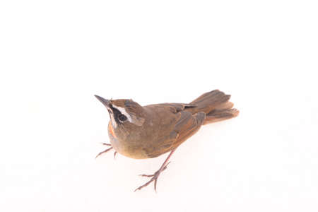 Luscinia calliope, white background, close-upの写真素材