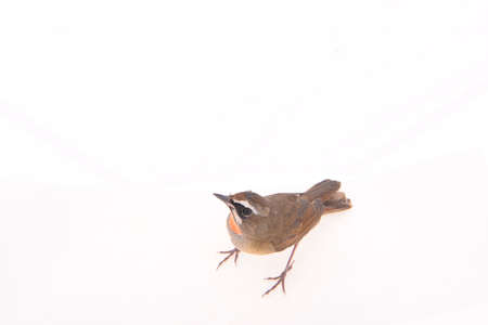 Luscinia calliope, white background, close-up