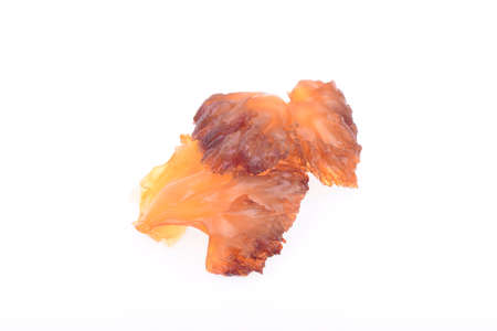 Jellyfish head on a white backgroundの写真素材