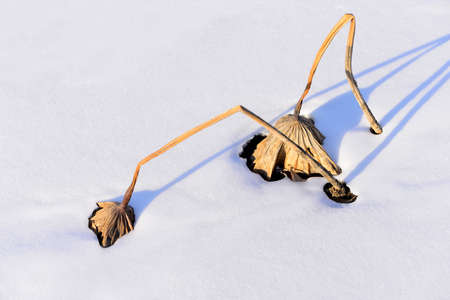 Dry lotus leaf in the snowの写真素材
