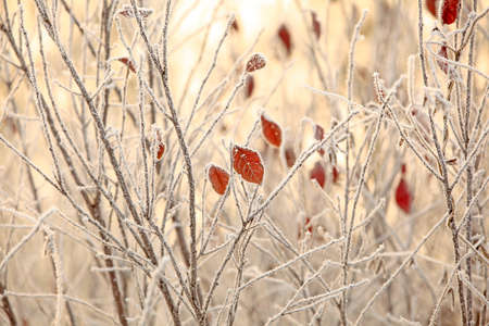 Snow-covered plants, in the snowの写真素材
