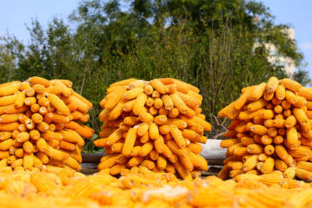 The mature cornの写真素材