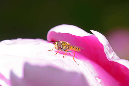 A bee on the flowerの写真素材