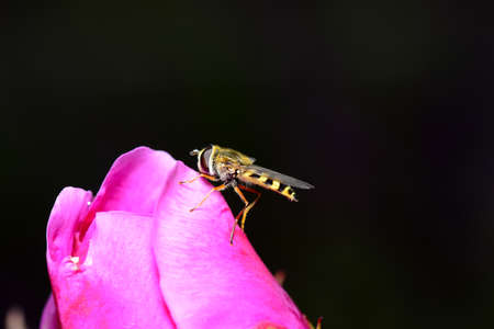 A bee on the flowerの写真素材