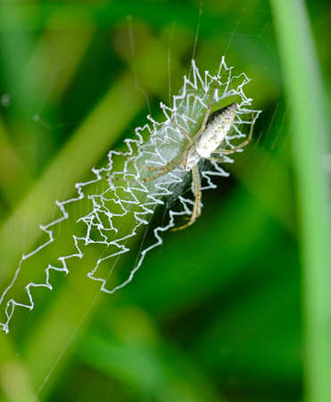 The spiderの写真素材