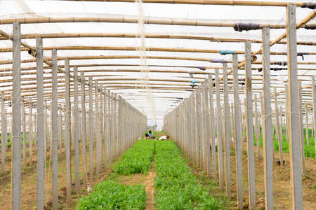 greenhousesのeditorial素材