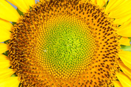 sunflowerの写真素材