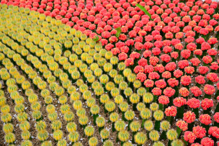 Blooming flower field
