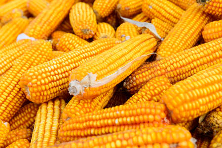 cornの写真素材