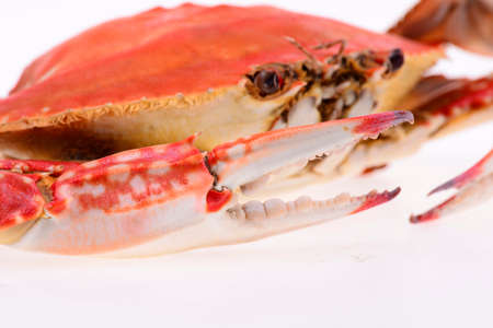Cooked crab isolated on a white backgroundの写真素材