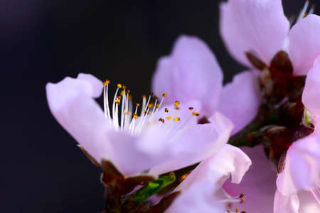 The peach blossom close up viewの写真素材