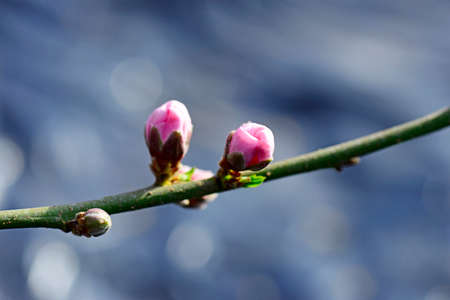 The peach blossom close up viewの写真素材