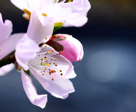 The peach blossom 