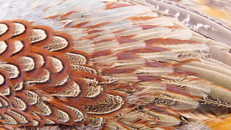 Pheasant feather close up
