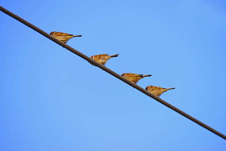 View of sparrows on the cableの写真素材