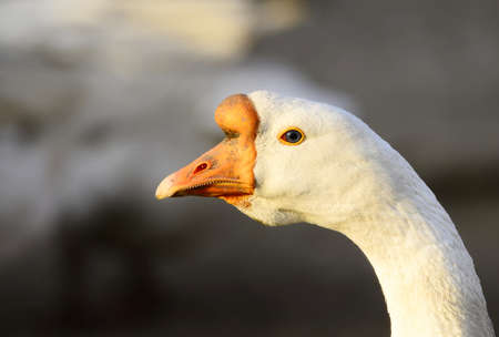 Close up view of gooseの素材 [FY31091424070]