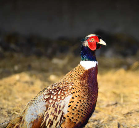 Close up view of a pheasant
